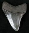 Fossil Megalodon Tooth - Medway Sound, GA #13278-1